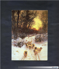 کارت پستال چاپ انگلستان گوسفندان در برف 