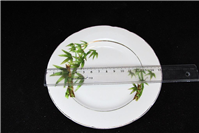 دیوارآویز قدیمی کمیاب طرح بامبو یاماتسو