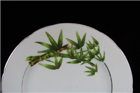 دیوارآویز قدیمی کمیاب طرح بامبو یاماتسو