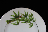 دیوارآویز قدیمی کمیاب طرح بامبو یاماتسو